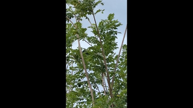 Groove-billed Ani - ML659352797