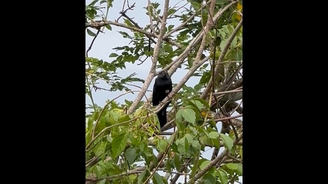 Groove-billed Ani - ML659352798