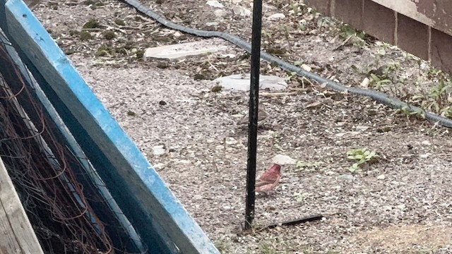 Purple Finch - ML659352818