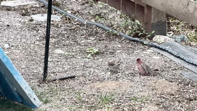 Purple Finch - ML659352826