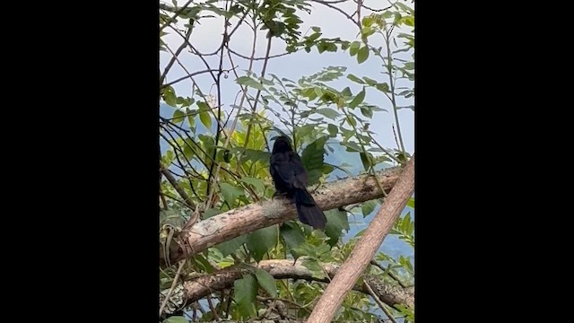 Groove-billed Ani - ML659352867