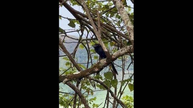 Groove-billed Ani - ML659352868