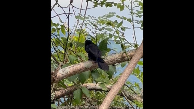 Groove-billed Ani - ML659352870