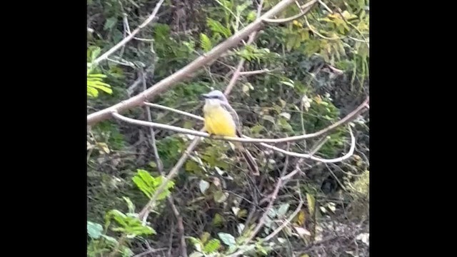 Tropical Kingbird - ML659352927