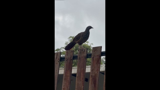 Colombian Chachalaca - ML659352967