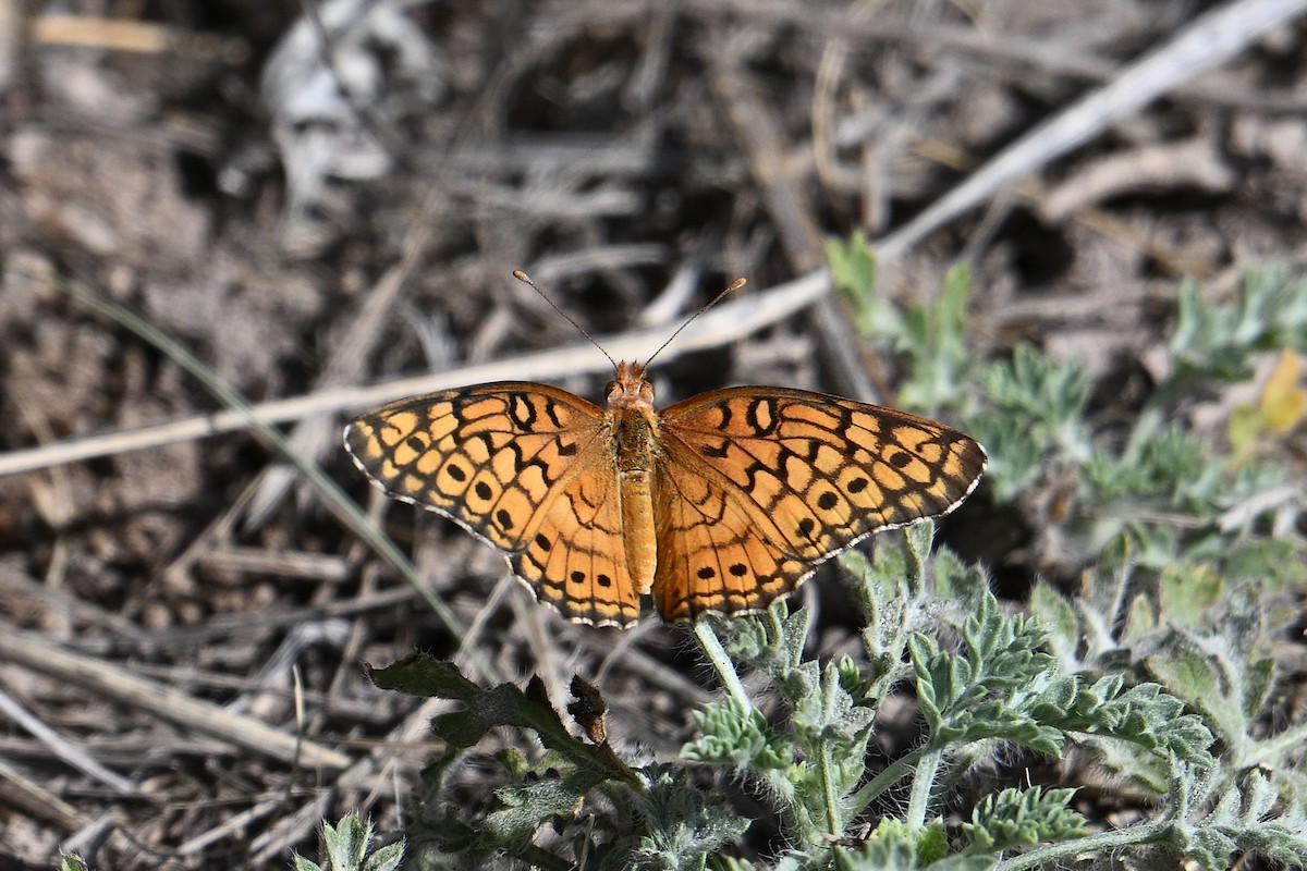 Variegated Fritillary - ML659353368