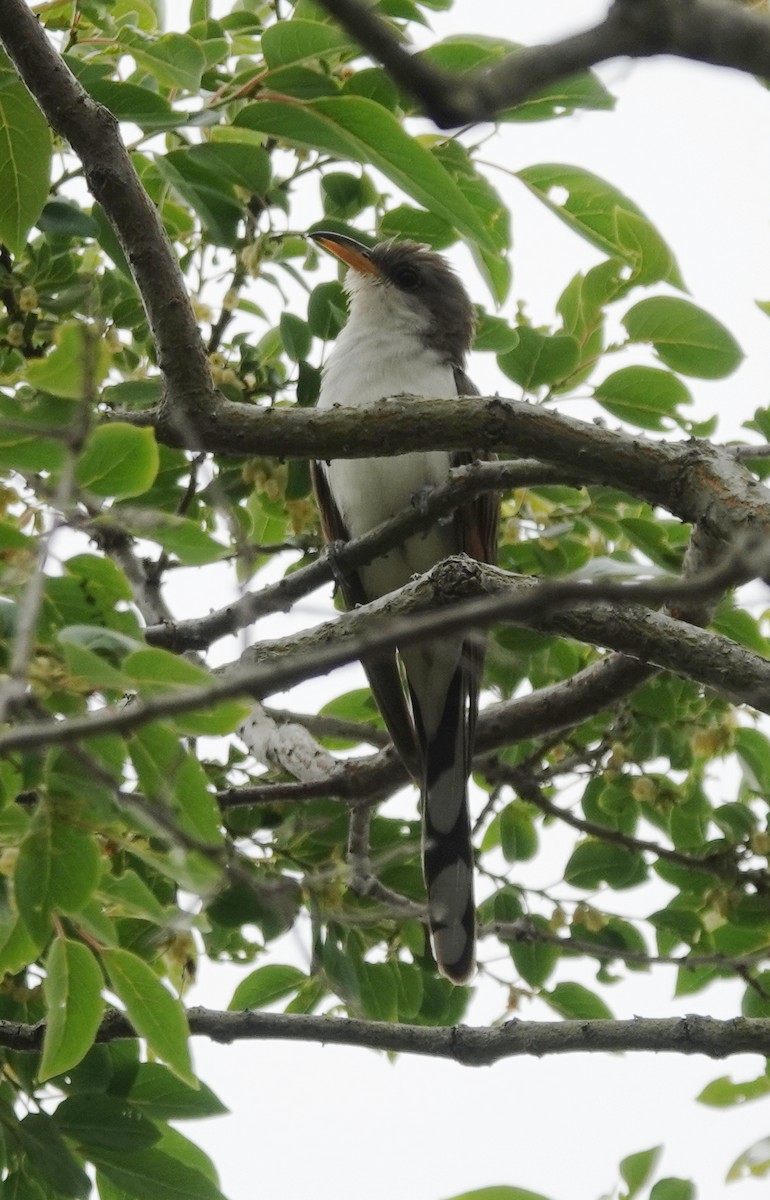 Yellow-billed Cuckoo - ML659353374