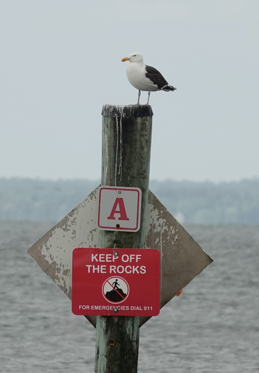 Great Black-backed Gull - ML659353383