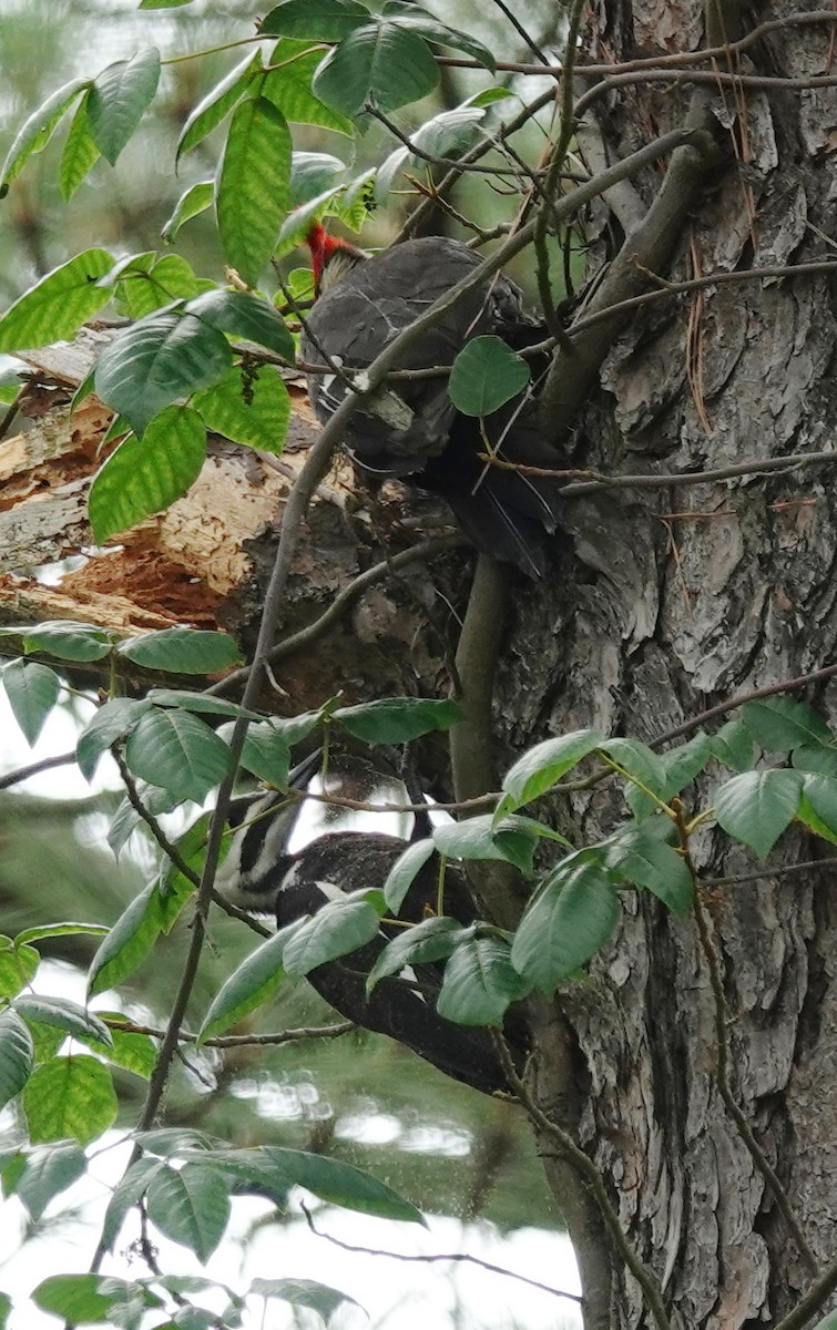 Pileated Woodpecker - ML659353408