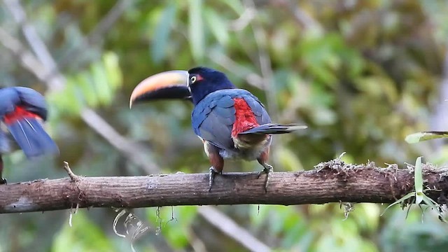 Fiery-billed Aracari - ML659353412
