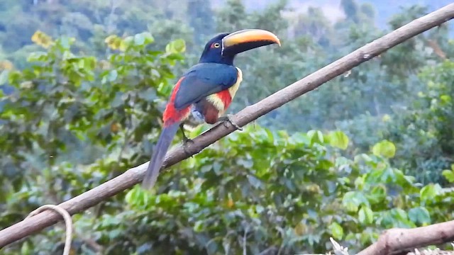 Fiery-billed Aracari - ML659353413