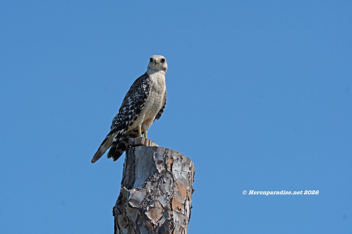 Red-shouldered Hawk - ML659353576