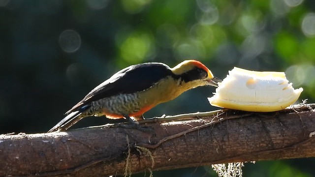 Golden-naped Woodpecker - ML659353982