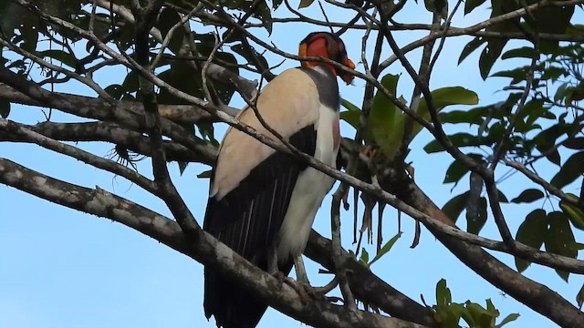 King Vulture - ML659354165