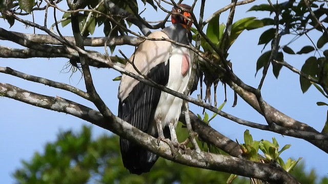 King Vulture - ML659354166