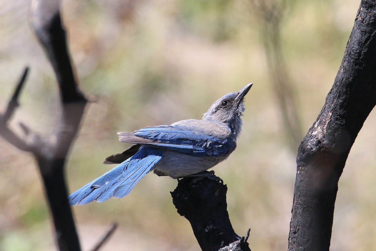 Woodhouse's Scrub-Jay - ML659354210