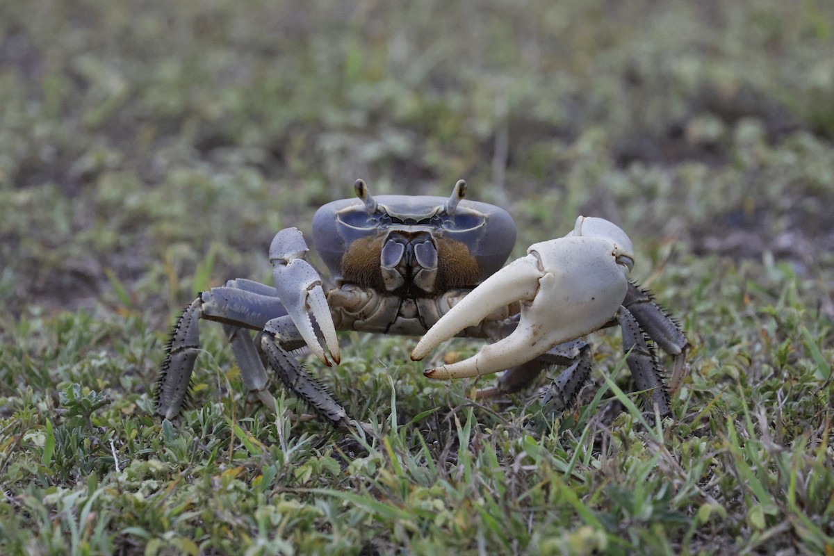 Blue Land Crab - ML659354437