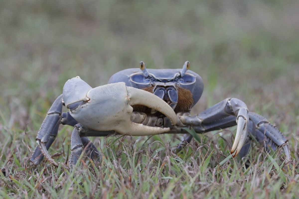 Blue Land Crab - ML659354438