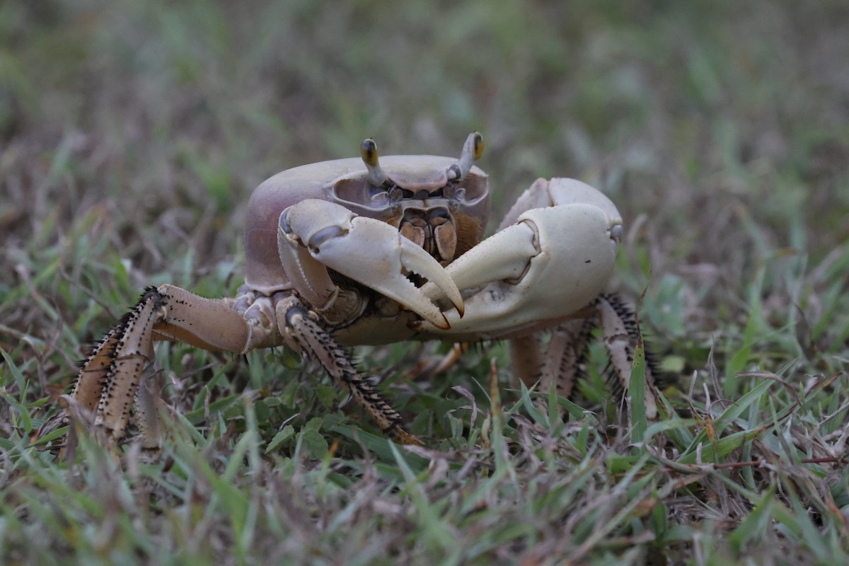 Blue Land Crab - ML659354439