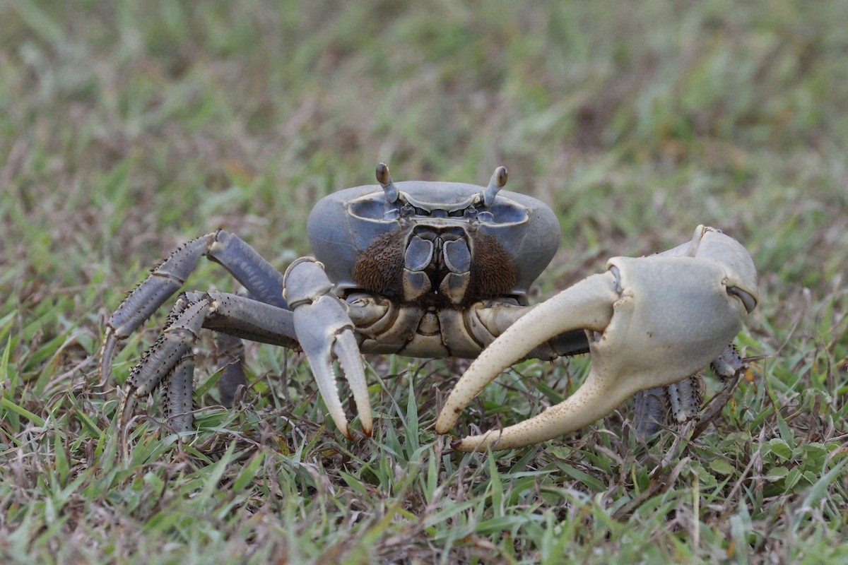 Blue Land Crab - ML659354440