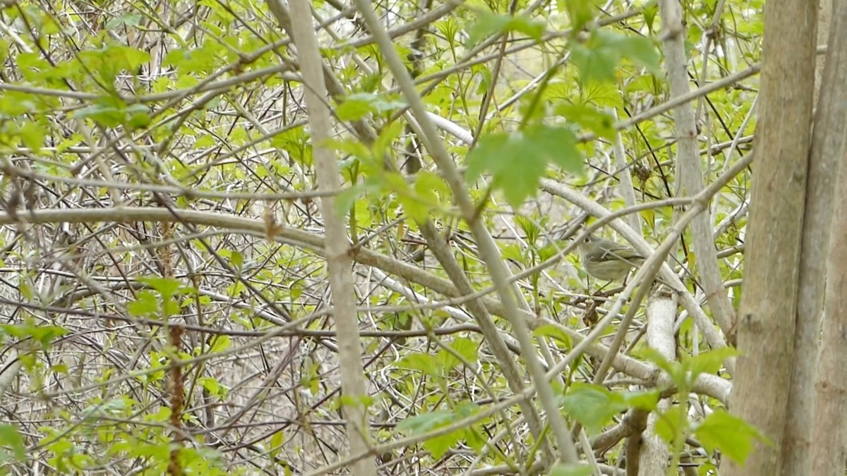 Ruby-crowned Kinglet - ML659354891