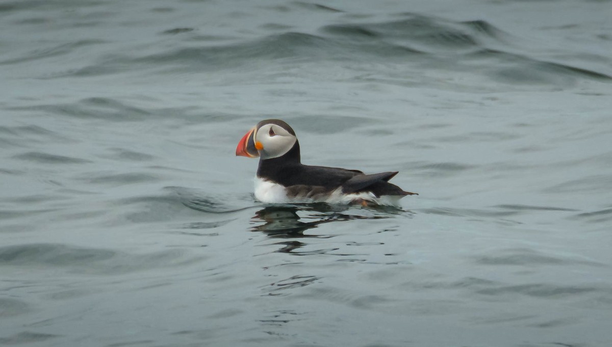 Atlantic Puffin - ML659355006