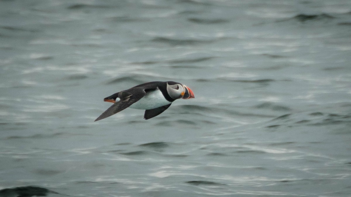 Atlantic Puffin - ML659355008