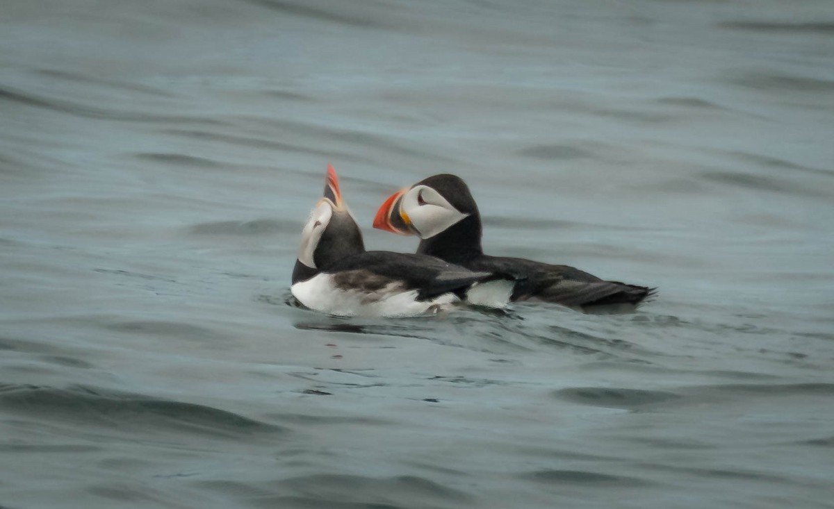 Atlantic Puffin - ML659355009