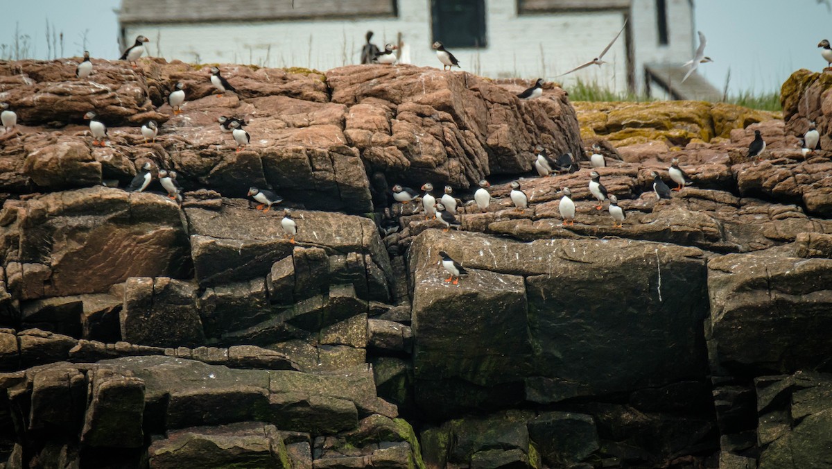 Atlantic Puffin - ML659355010