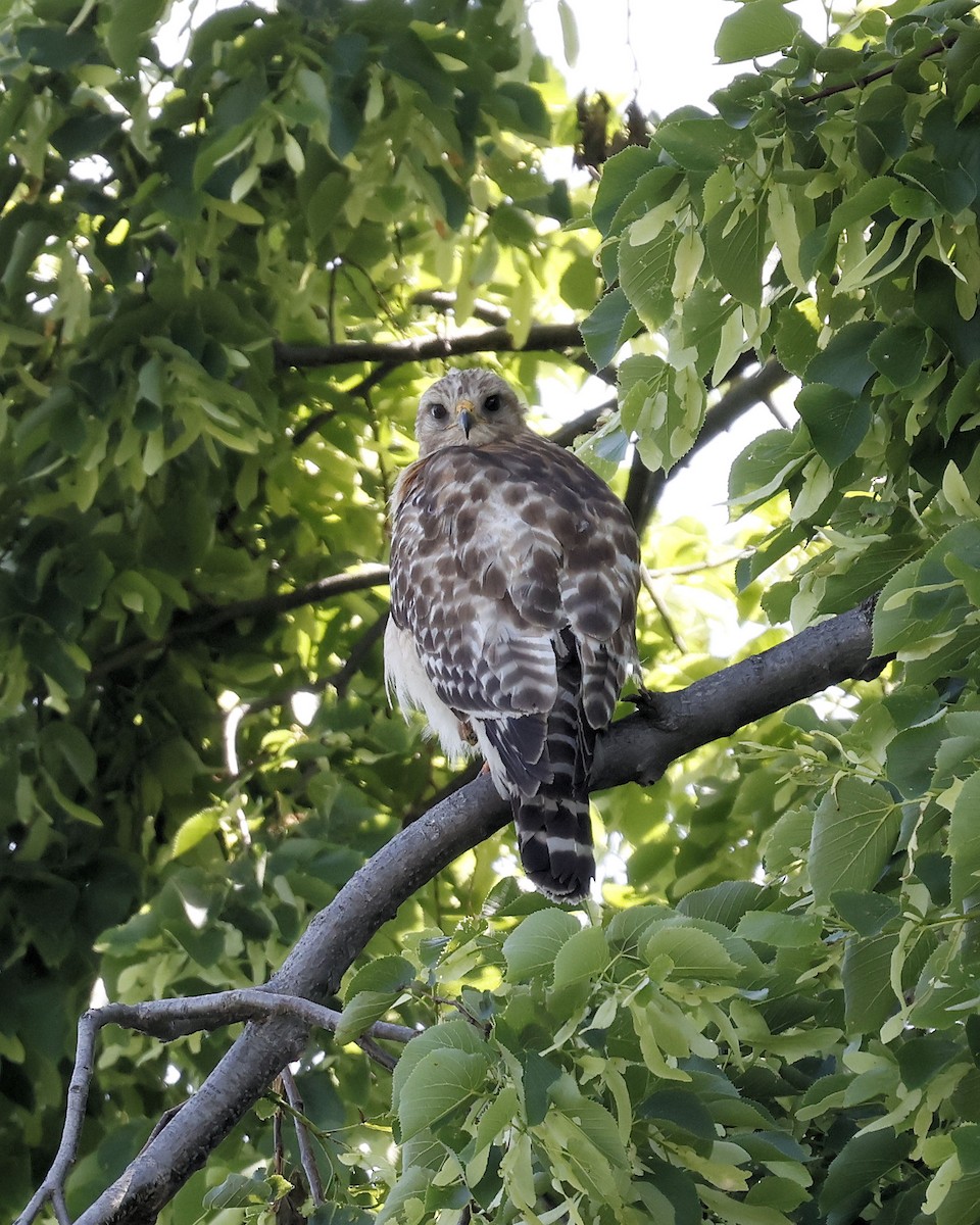 Red-shouldered Hawk - ML659355955