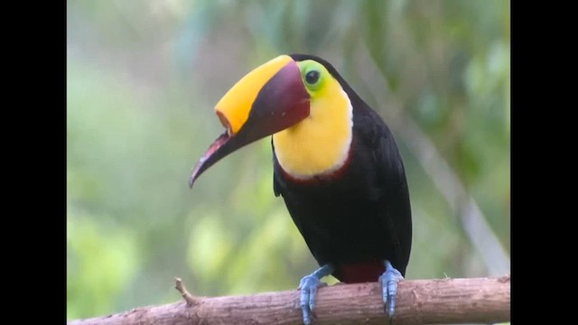 Yellow-throated Toucan - ML659356202