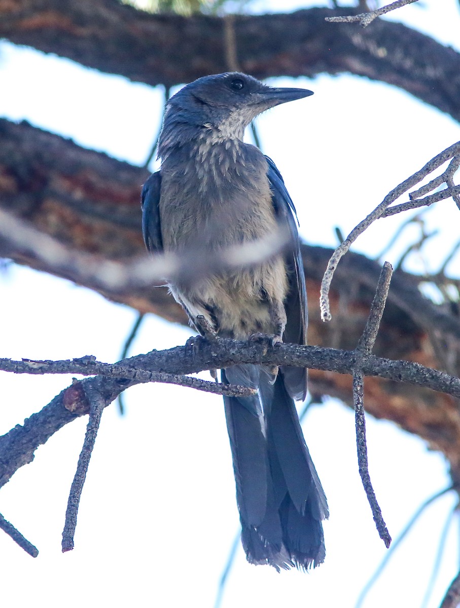 Woodhouse's Scrub-Jay - ML659356297