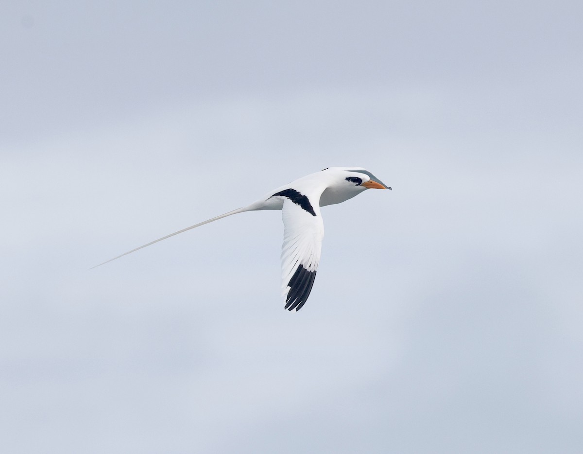 White-tailed Tropicbird - ML659356766