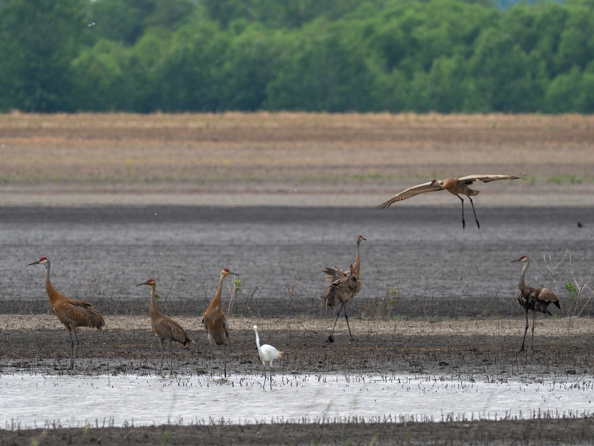 Sandhill Crane - ML659357063