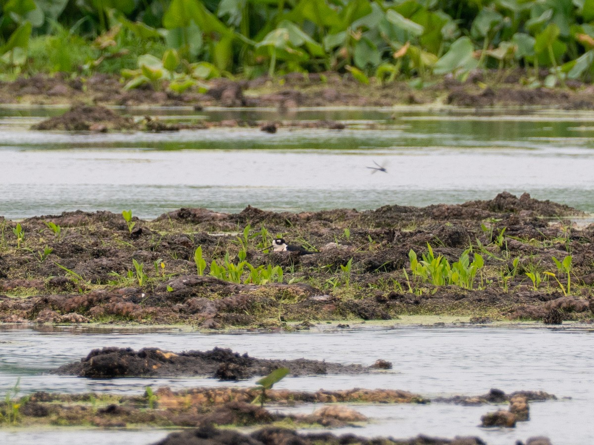 Black-necked Stilt - ML659357090