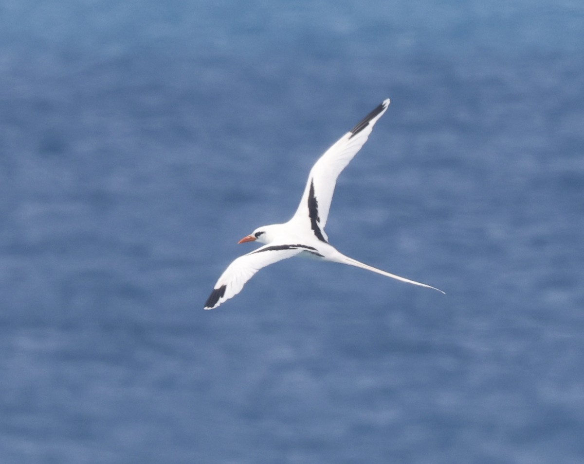 White-tailed Tropicbird - ML659357124
