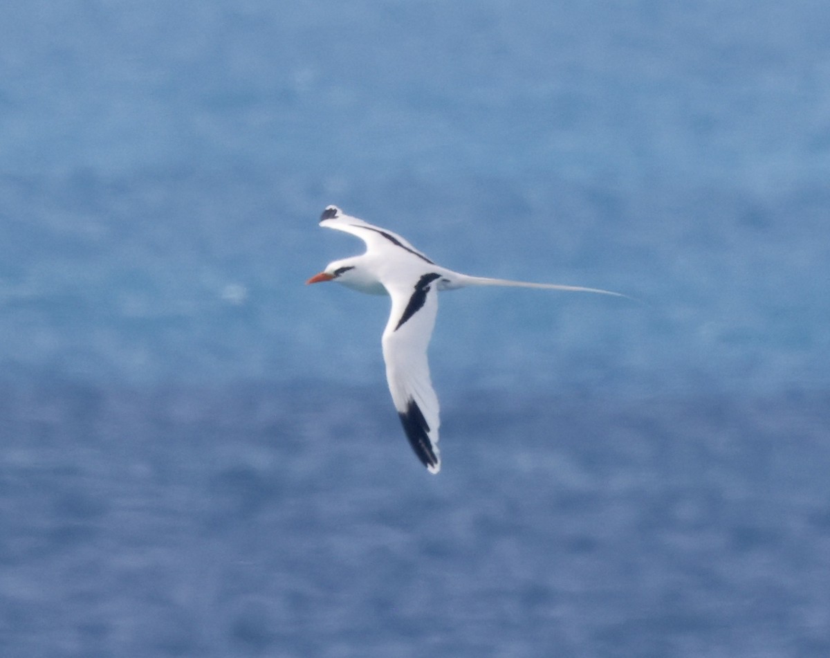 White-tailed Tropicbird - ML659357125