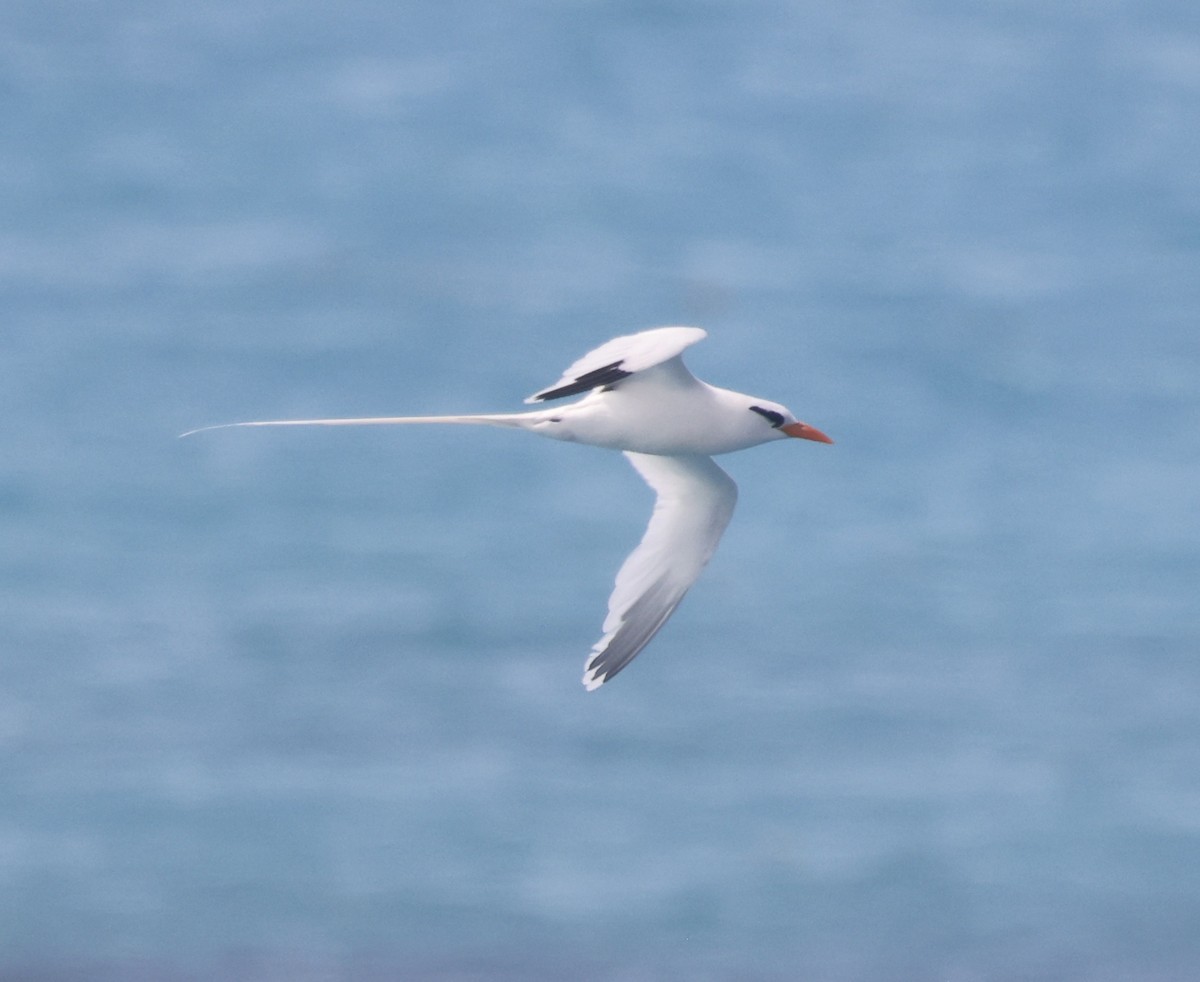 White-tailed Tropicbird - ML659357126