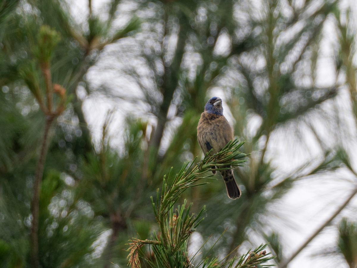 Blue Grosbeak - ML659357151