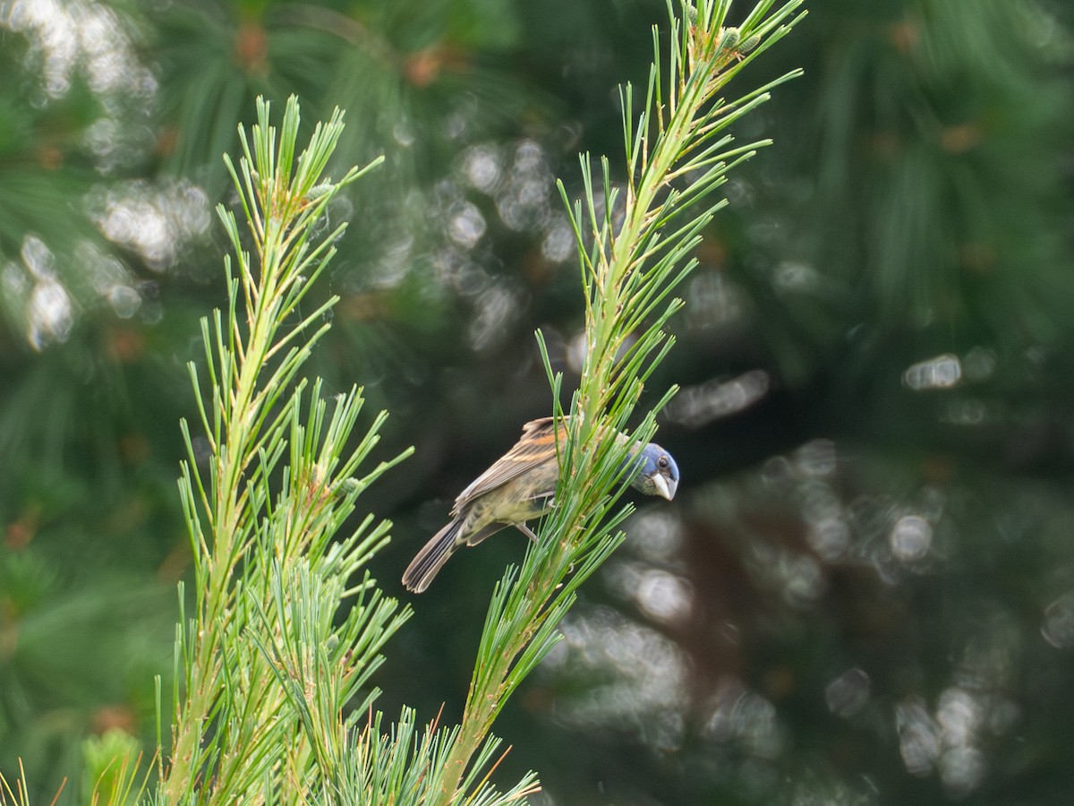 Blue Grosbeak - ML659357152