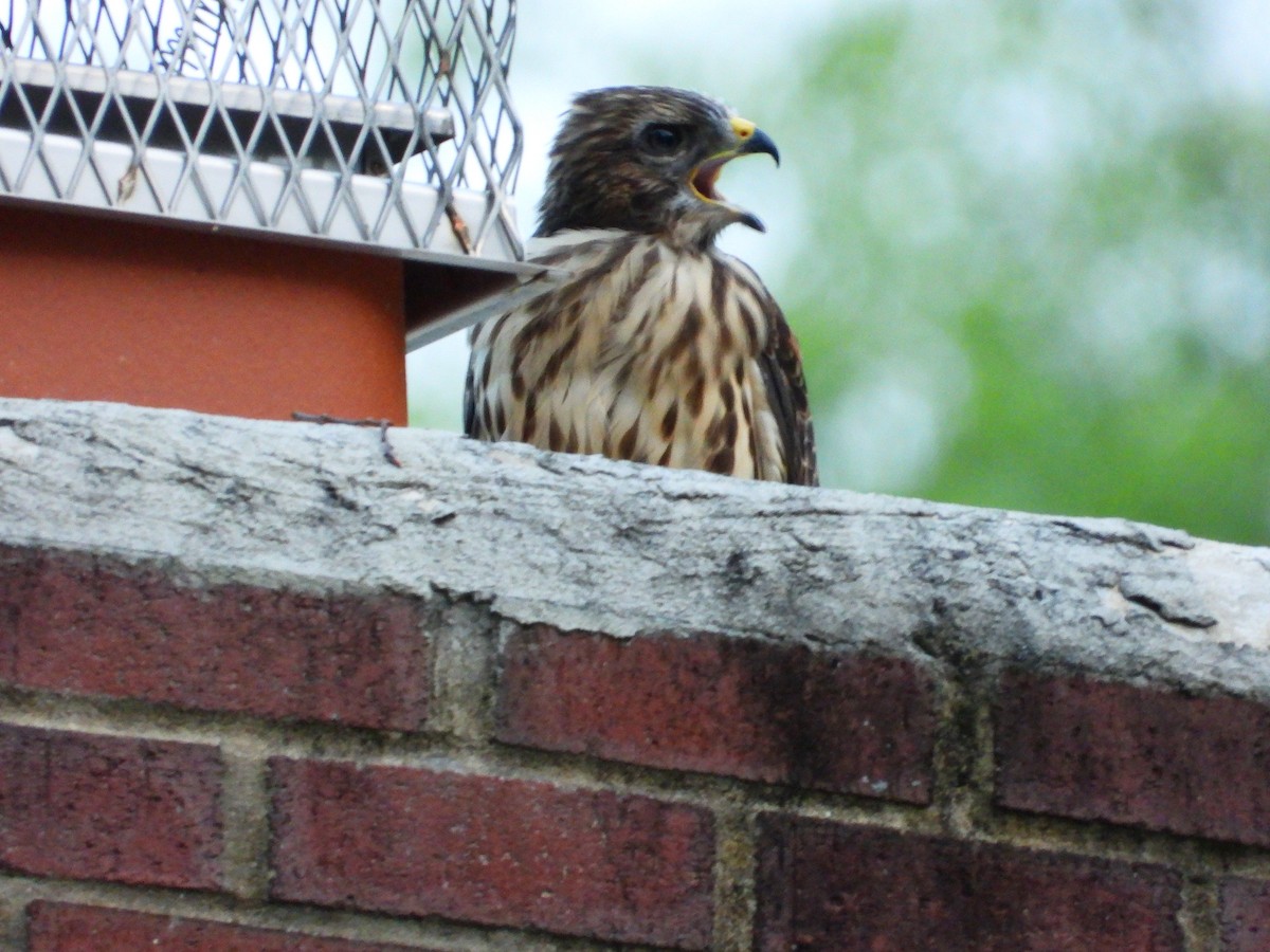 Red-shouldered Hawk - ML659357353