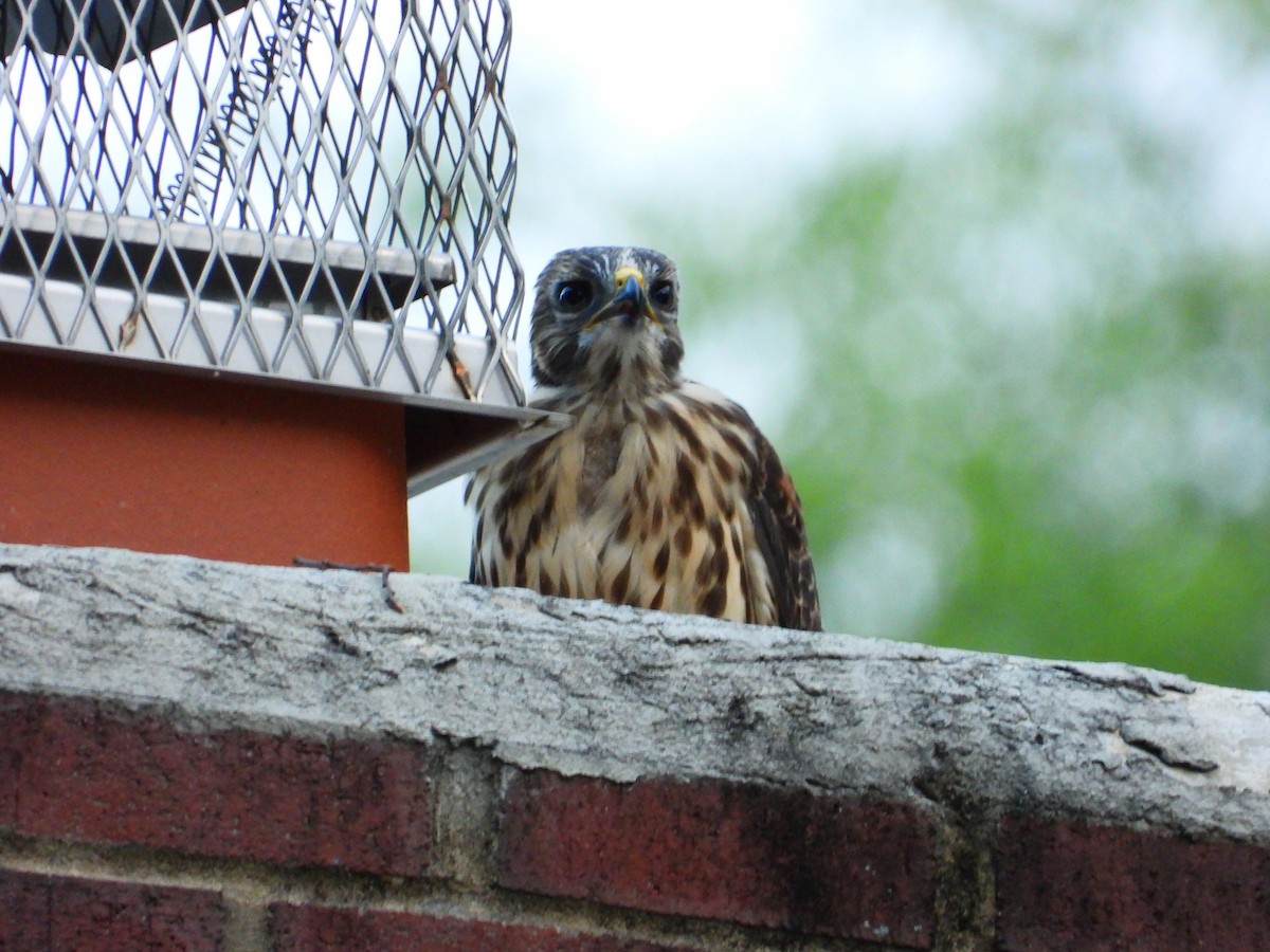 Red-shouldered Hawk - ML659357356