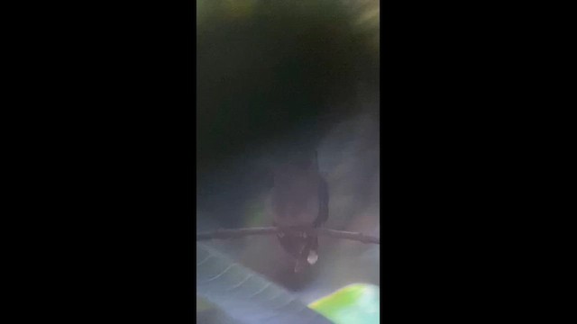 Band-tailed Barbthroat - ML659357838