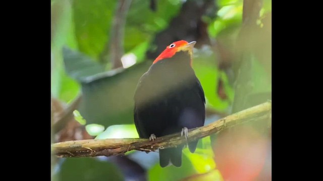 Red-capped Manakin - ML659357982