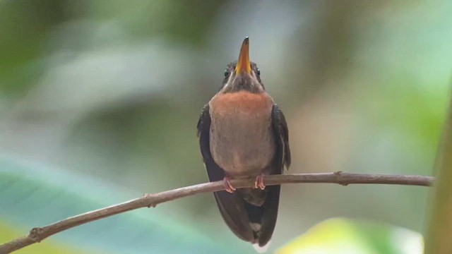 Band-tailed Barbthroat - ML659358121