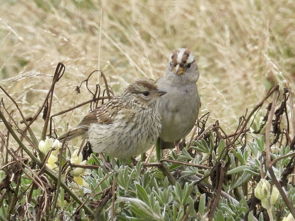 White-crowned Sparrow (nuttalli) - ML659358520