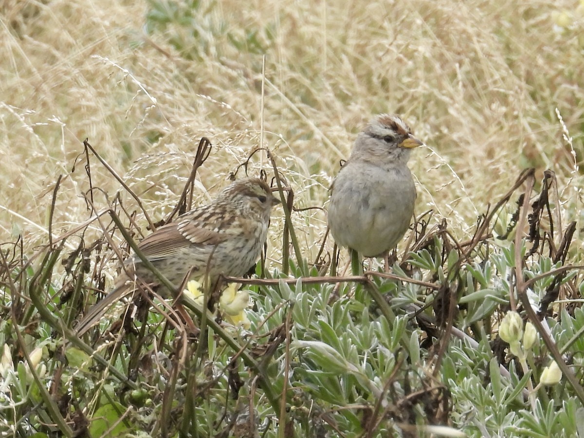 White-crowned Sparrow (nuttalli) - ML659358521