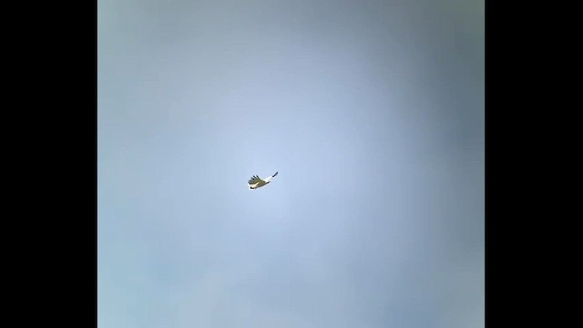White Hawk - ML659358552