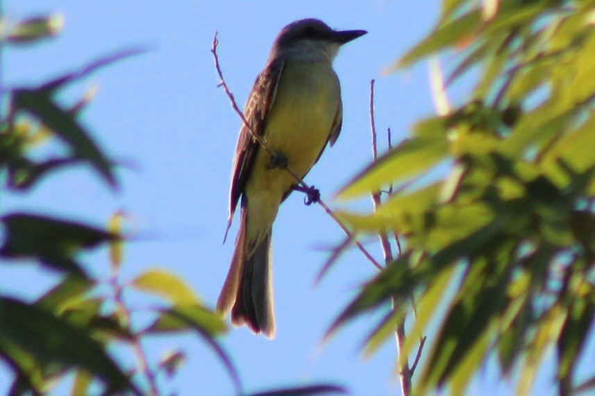 Tropical Kingbird - ML659358600