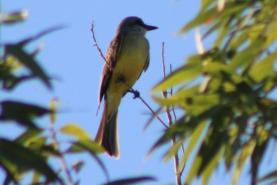 Tropical Kingbird - ML659358601